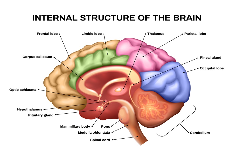 The humain anatomy