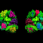 The Marvelous Anatomy of Human Brain