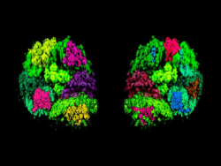 The Marvelous Anatomy of Human Brain