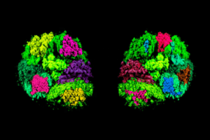 human brain